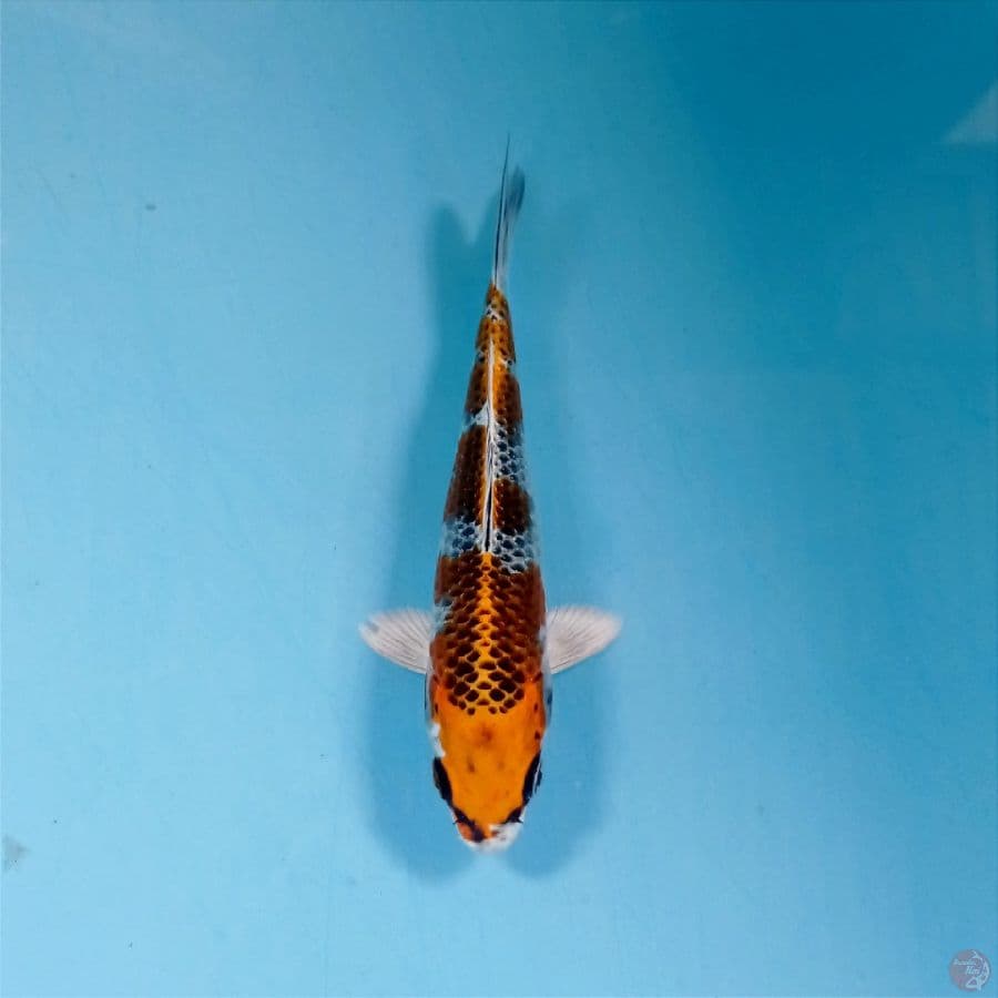 kujaku, 15 cm