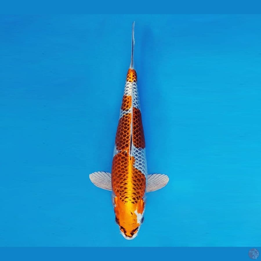 MARUBENI 15 - Kujaku 32 cm/male ®