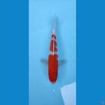 kohaku 3 step 19cm