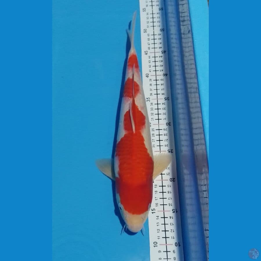 kohaku M 38