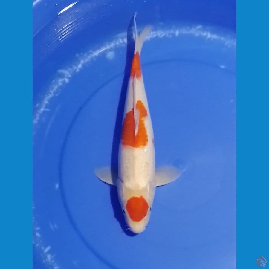kohaku F 39