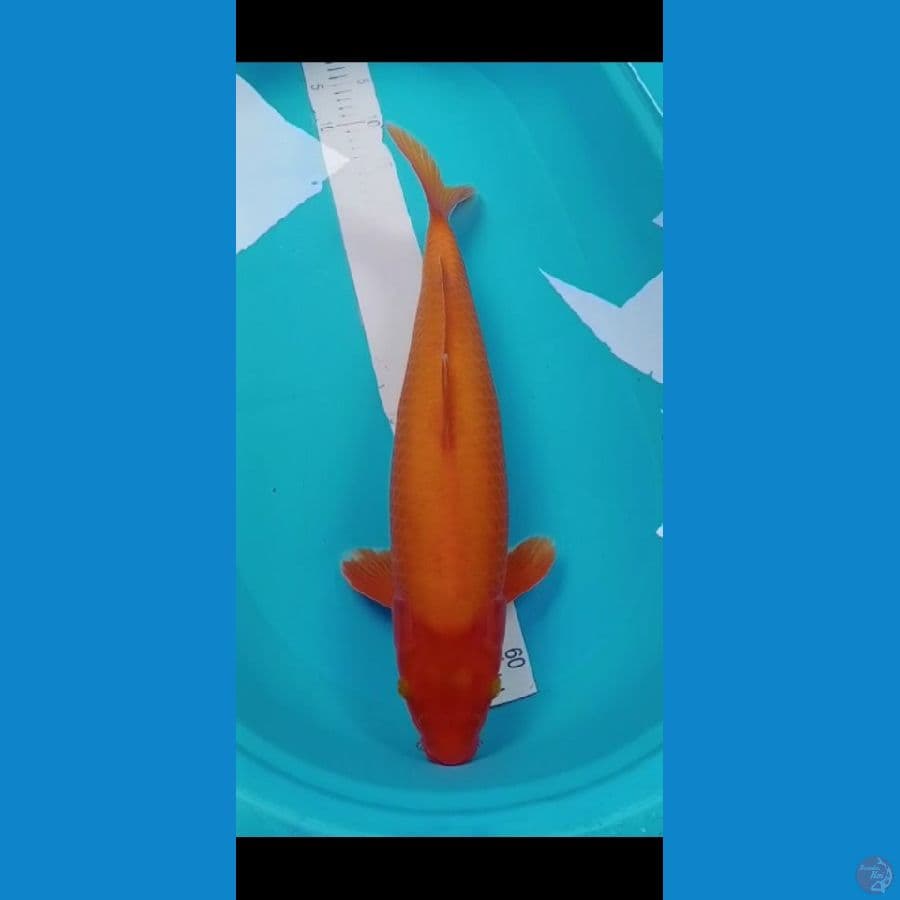 Red Karashi jumbo
