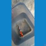 showa 9 cm