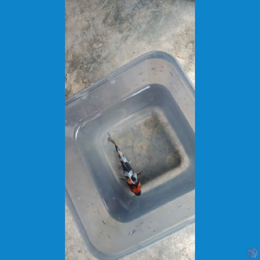 showa 8 cm