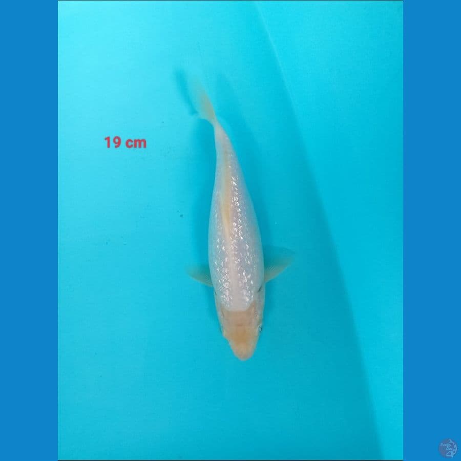 19 cm siromuji gindrin 