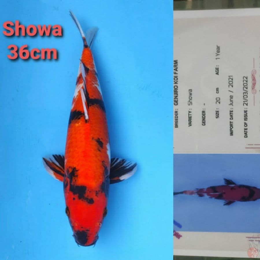 GENJIRO SHOWA 36CM SERTI