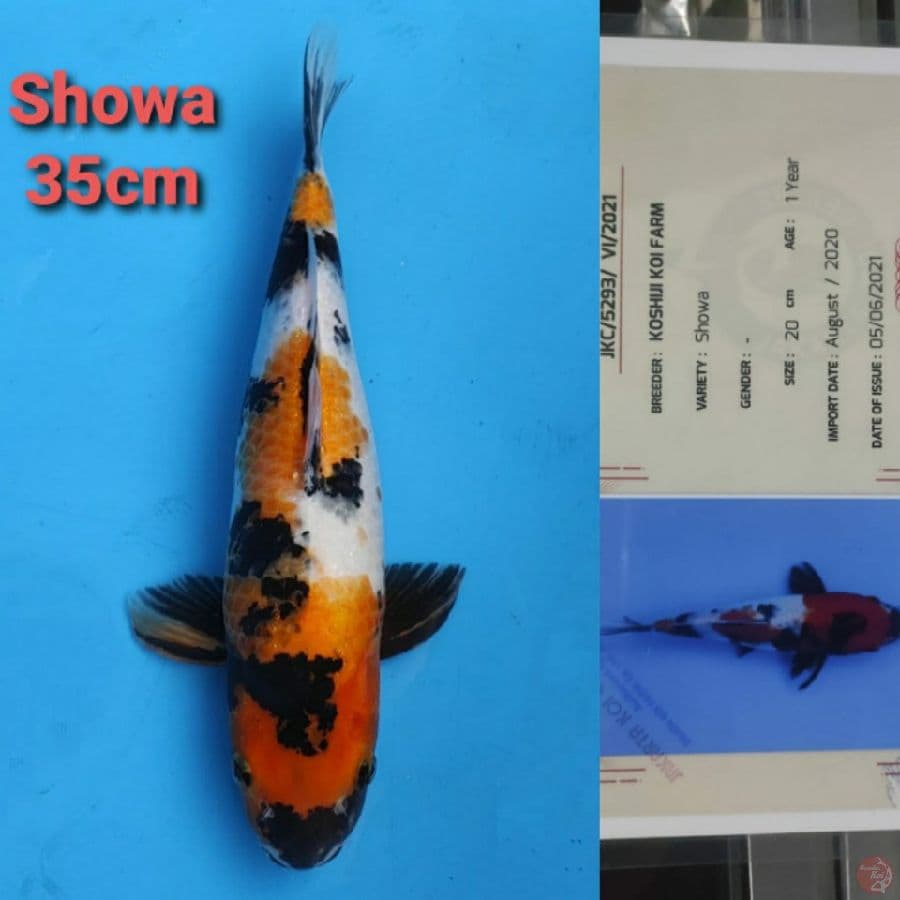 KOSHUI SHOWA 35CM SERTI