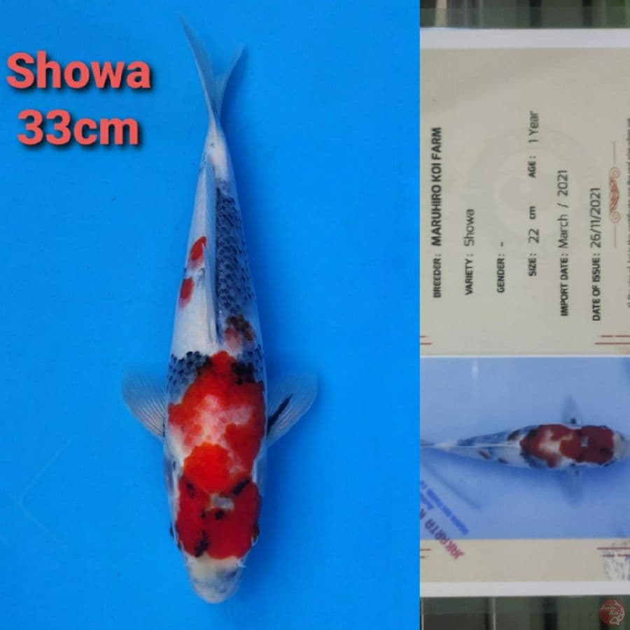 MARUHIRO SHOWA 33CM SERTI