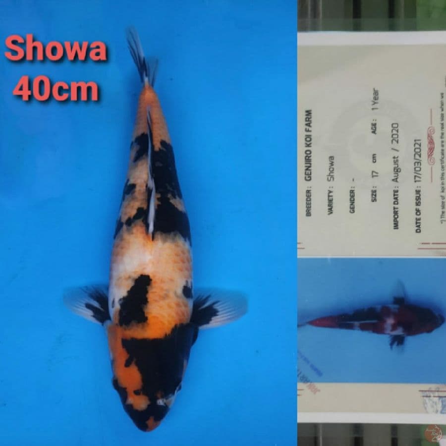 GENJIRO SHOWA 40CM SERTI