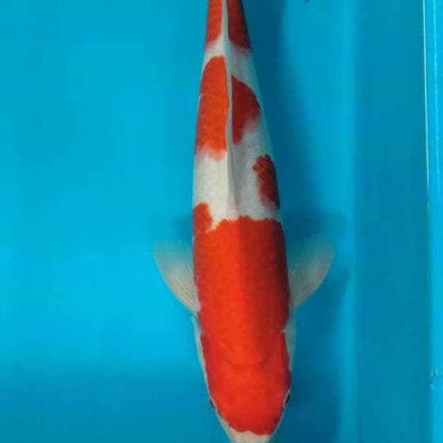Kohaku red strong jantan 37 cm