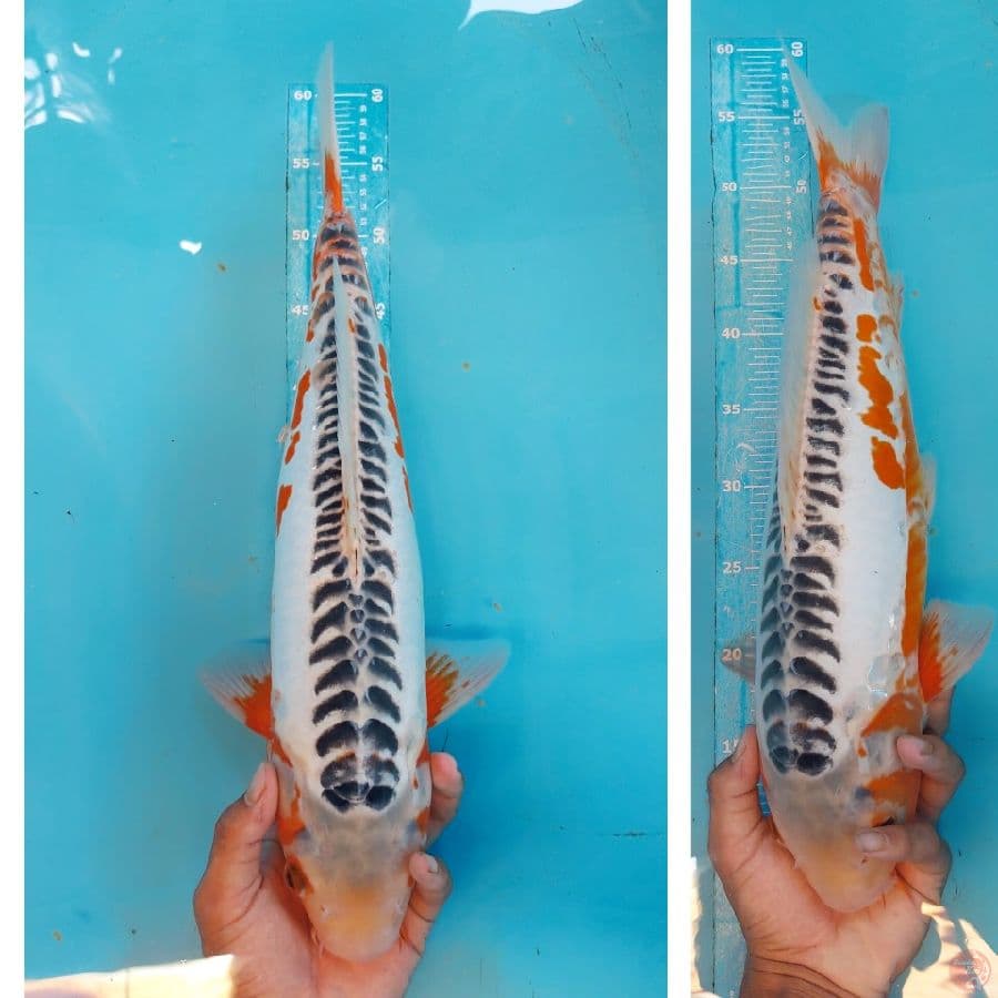  SHUSUI 49CM Female 