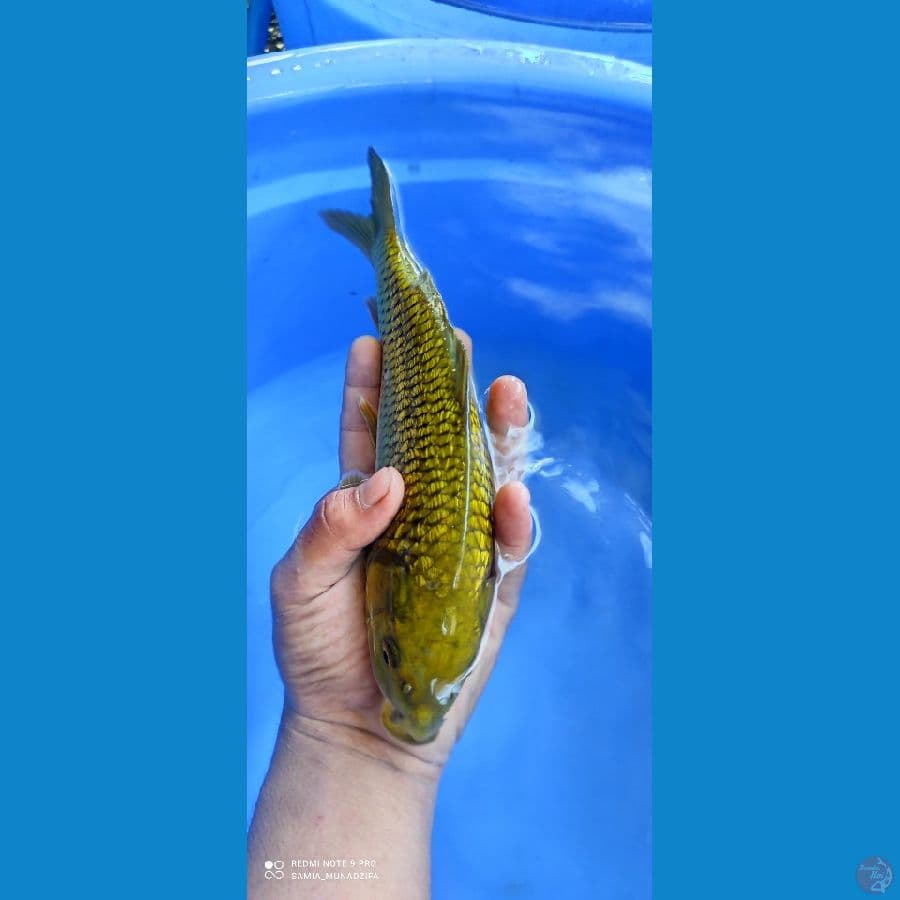 midori gindrin 25 cm