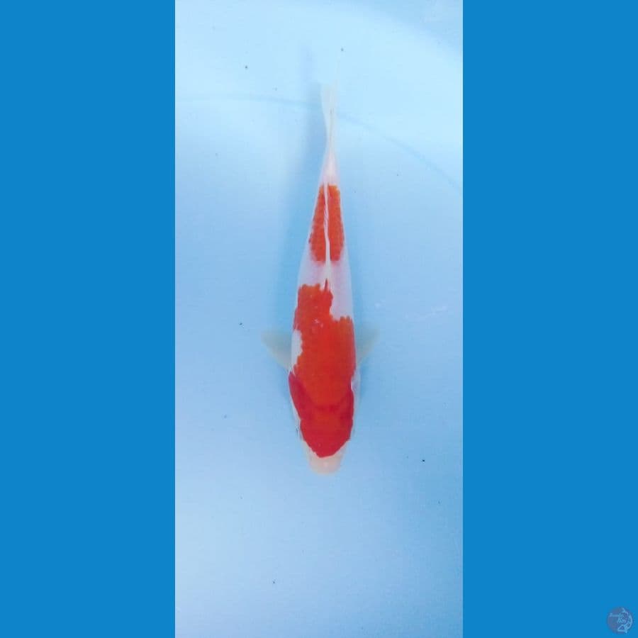 kohaku 20cm