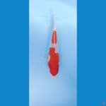 kohaku 20cm