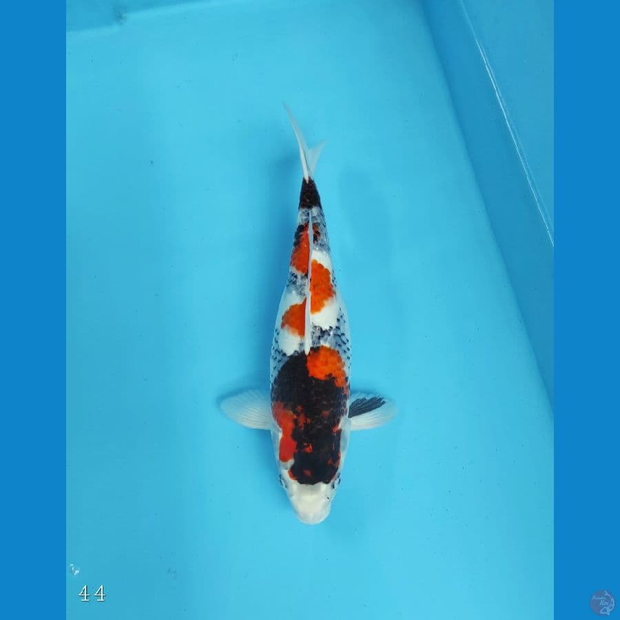 SHOWA 44 CM