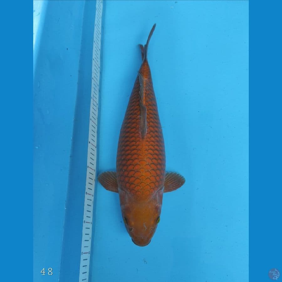 CAGOI TEMBAGA 48 CM | BREED KHUSNUL