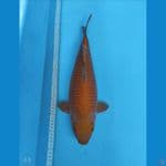 CAGOI TEMBAGA 48 CM | BREED KHUSNUL