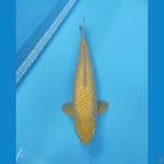 KARASHI GINRIN MM 47 CM | BREED BIMA