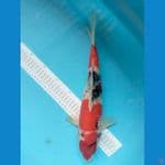 Showa 36 cm
