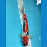 Showa 33 cm
