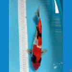 Showa 34 cm