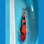 Showa 37 cm