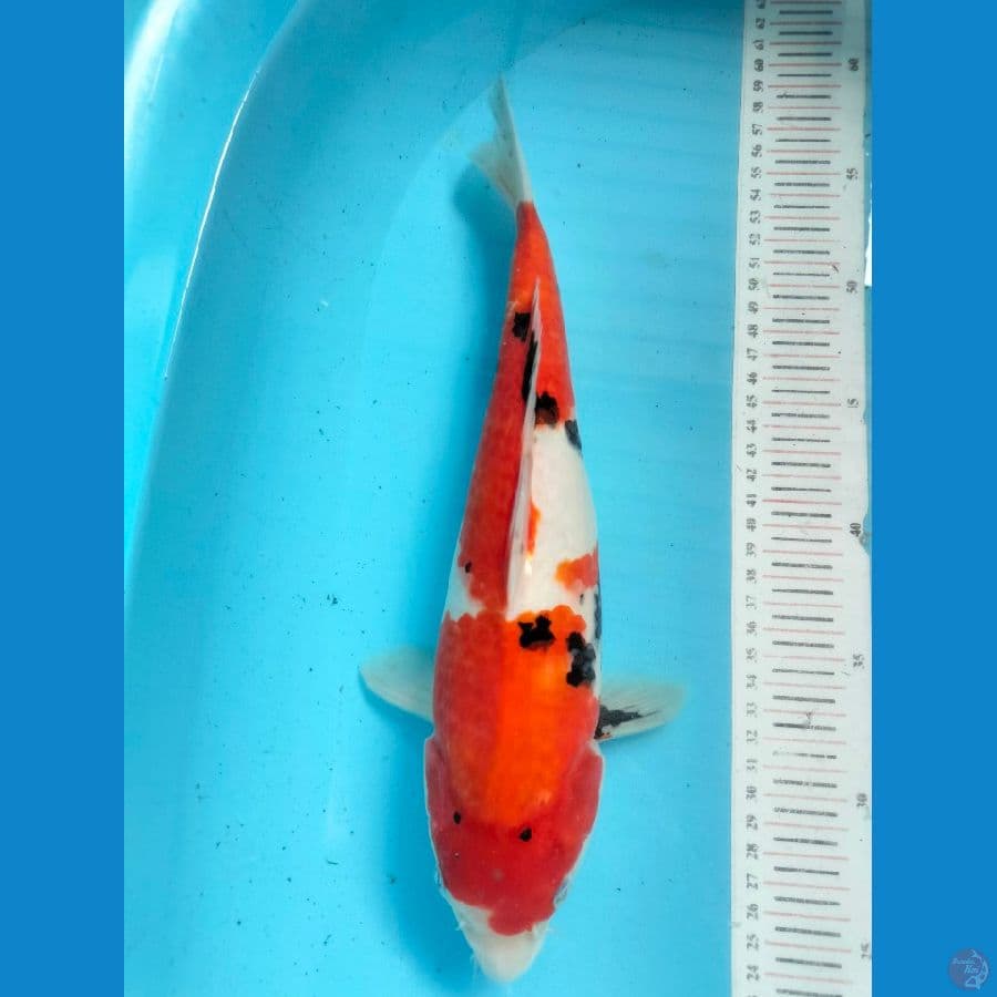 Showa 32 cm