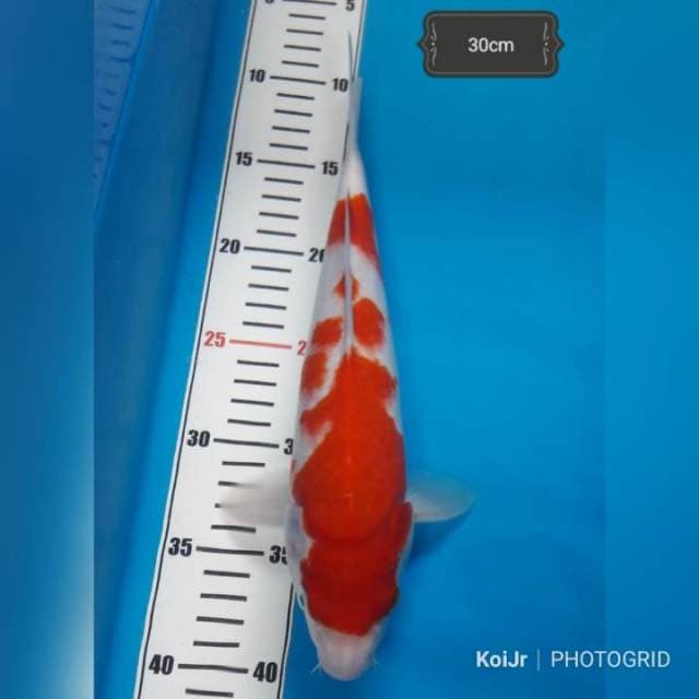 Kohaku Bulky