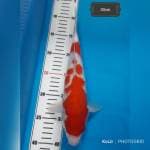 Kohaku Bulky