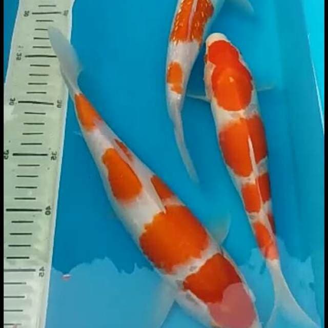 Kohaku.size.28.29.30.cm