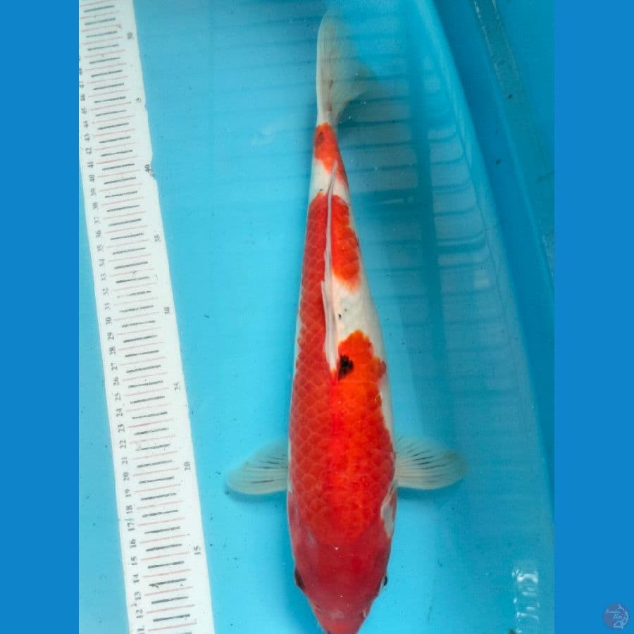 Showa 35 cm