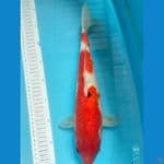 Showa 35 cm