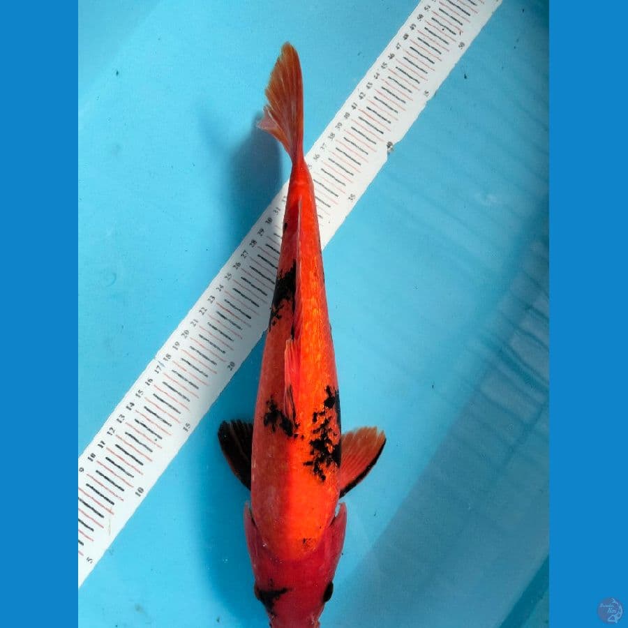 Utsuri 36 cm