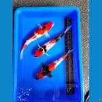 Showa 35,35,39cm