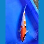 Showa 36 cm