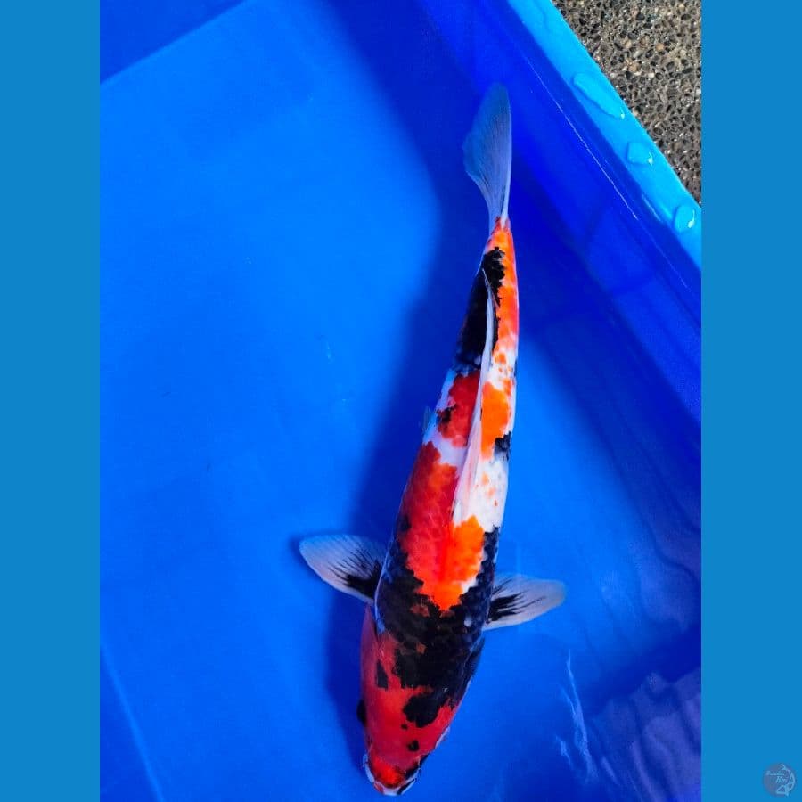 Showa 39 cm