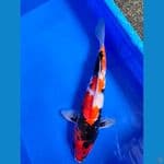 Showa 39 cm