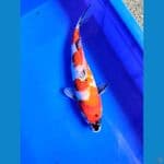 Showa Ginrin 29 cm