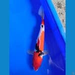 Showa Ginrin 34 cm