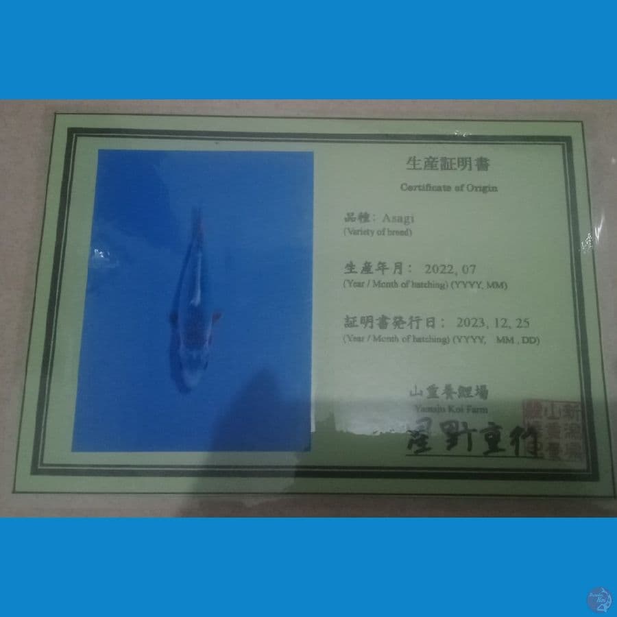 SQ - Asagi Yamaju 25cm
