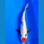 Tancho Showa 34 cm ori