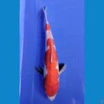 Showa Ginrin 29 cm