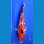 Showa 38 cm