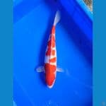 Showa 34 cm