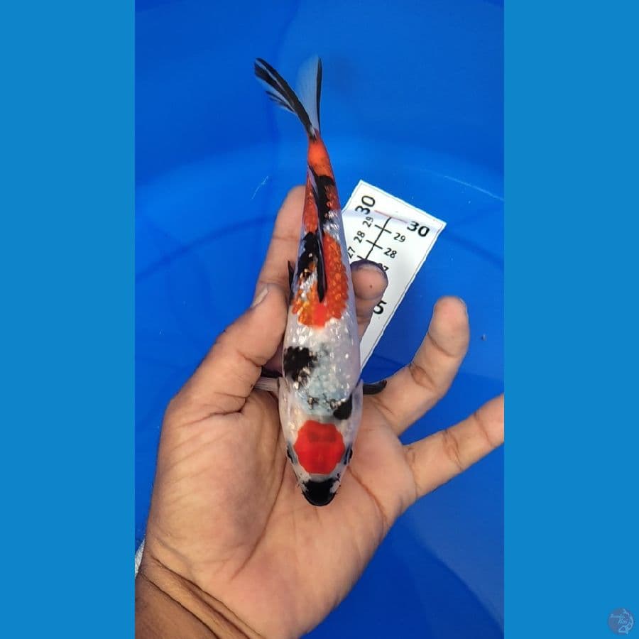 Maruten Showa Ginrin 17cm Ori