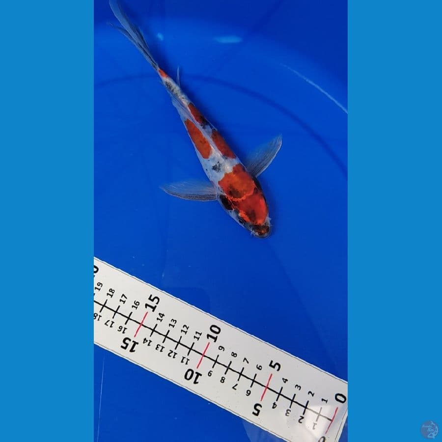 Kimpay Doitsu Kin Showa 20cm