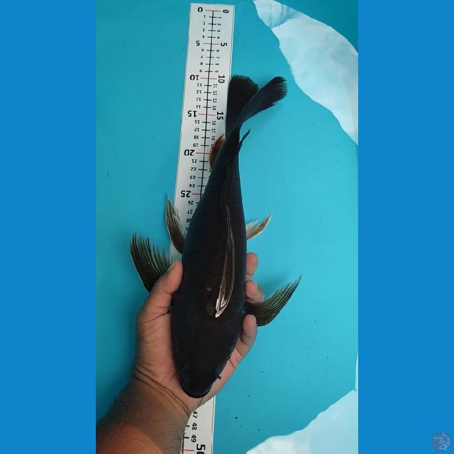 Kumpay Penjinak 35cm Bulky