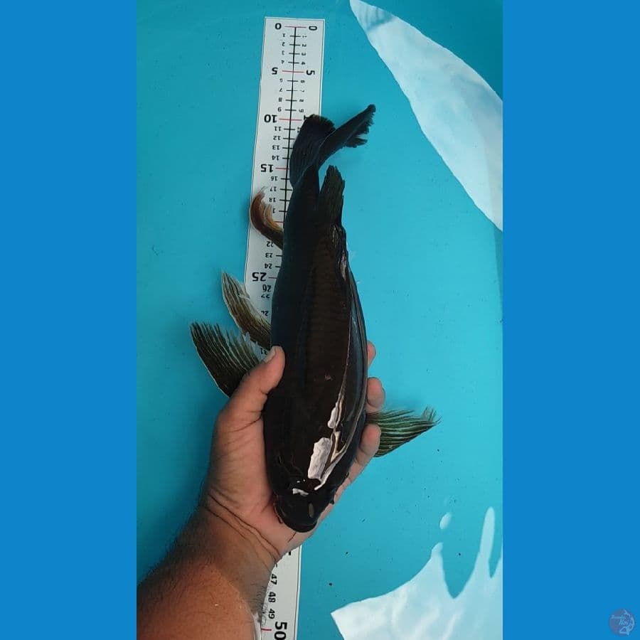 Kumpay Penjinak 35cm Bulky