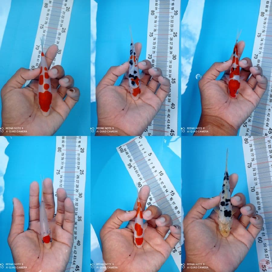 paket bocil"