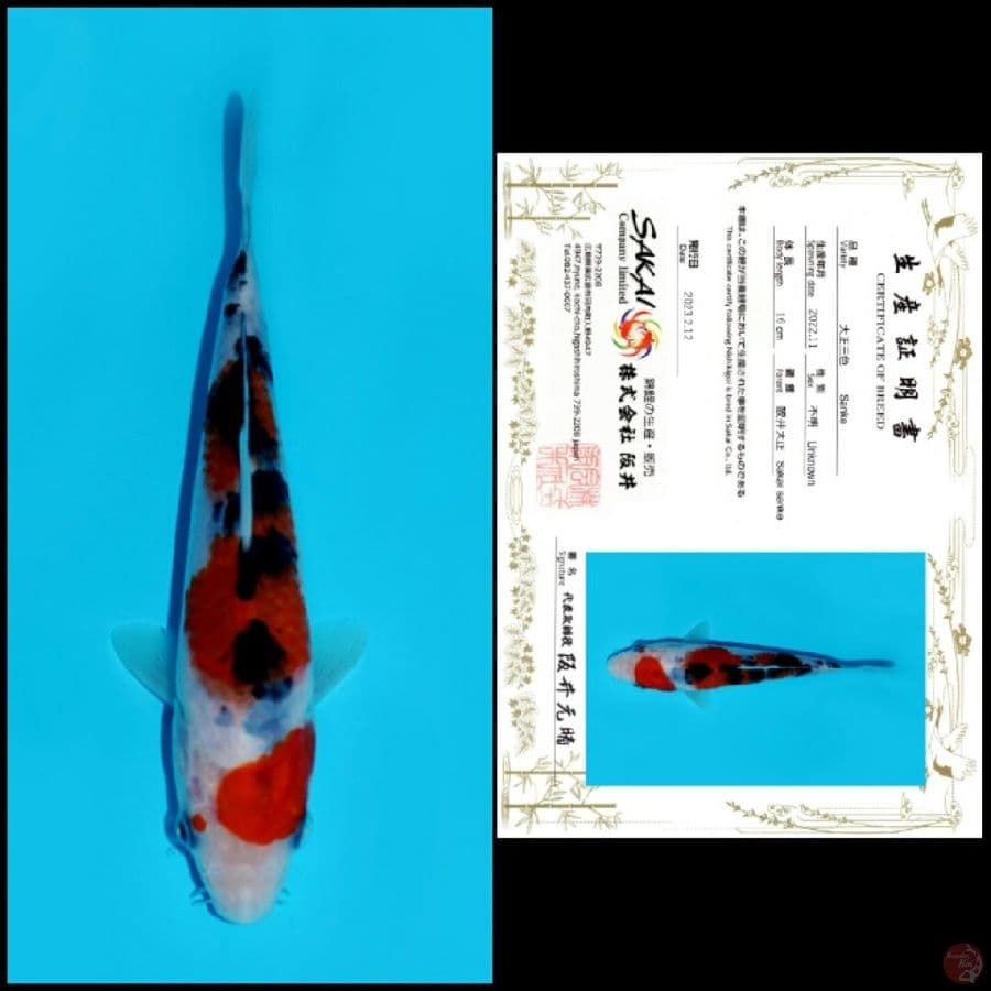 Sanke Sakai 16cm